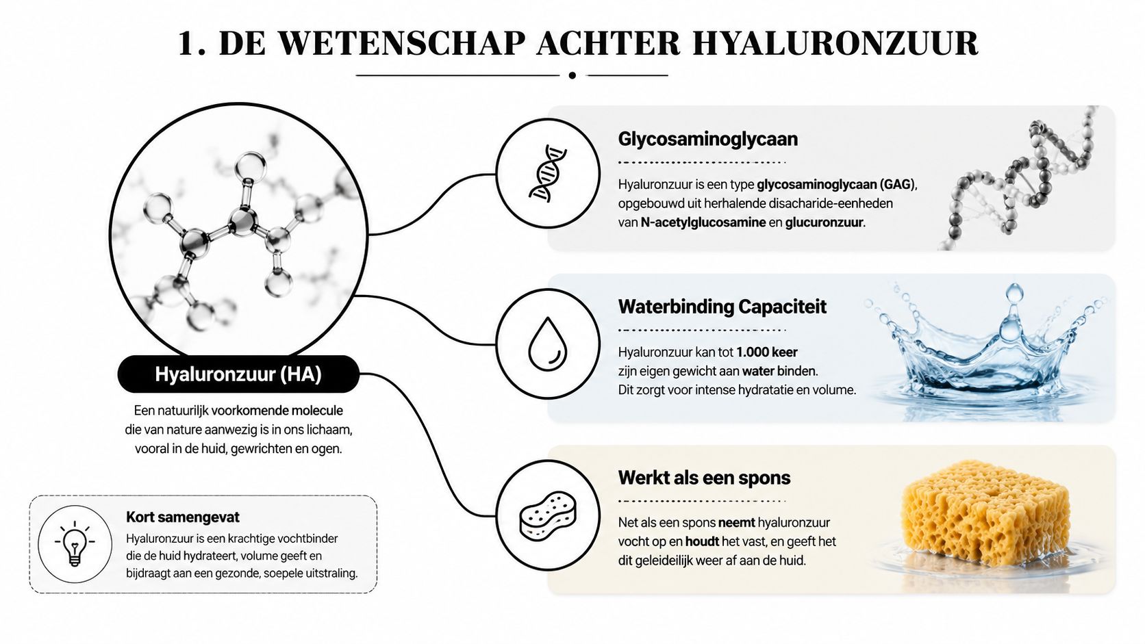 Een informatieve infographic over de wetenschappelijke werking, hydraterende eigenschappen en functies van hyaluronzuur in het menselijk lichaam.