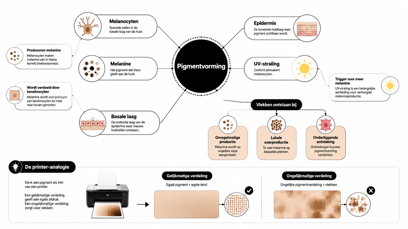 Een informatieve infographic die uitlegt hoe pigmentvlekken op de huid ontstaan door melanocyten en UV-straling.